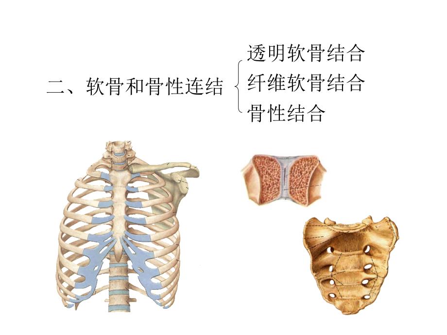 关节学总论、躯干骨和颅骨的连结_第3页