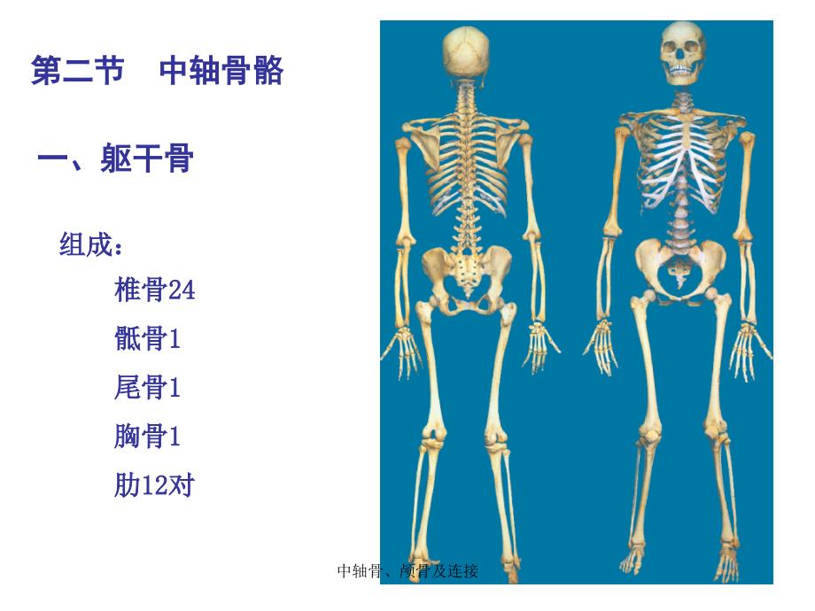 最新中轴骨颅骨及连接_第1页