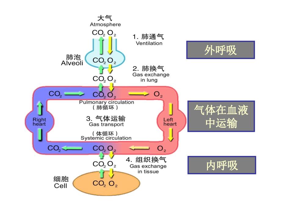 呼吸功能不全(病生)课件_第2页