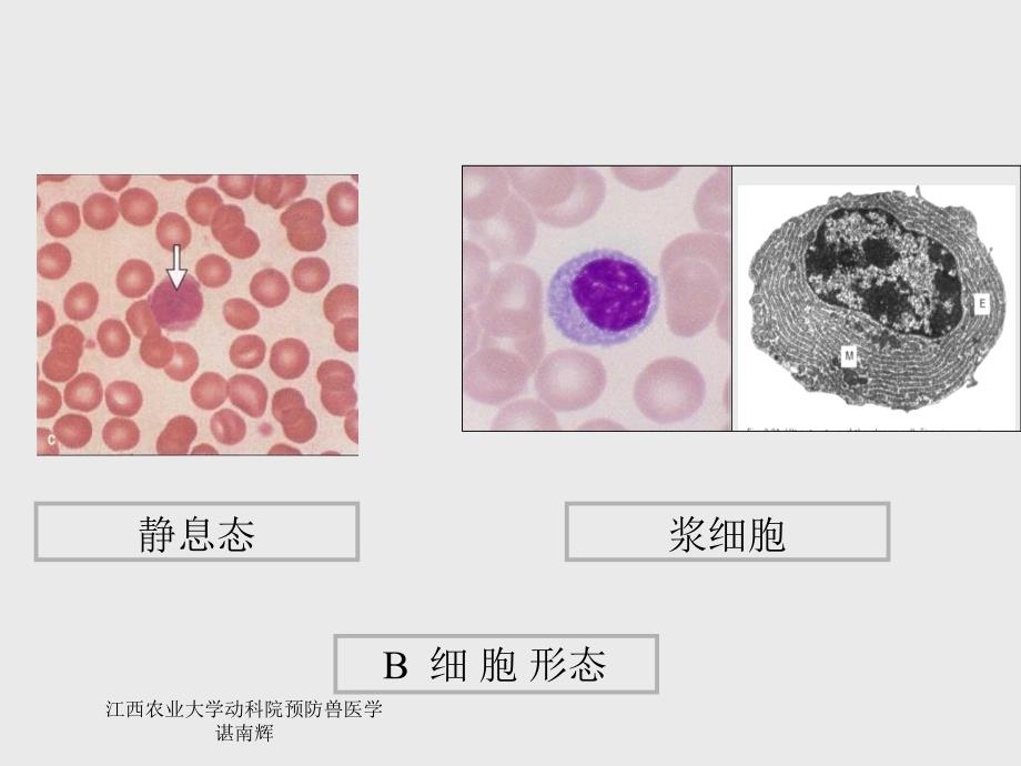 B淋巴细胞与特异性体液免疫.ppt_第3页