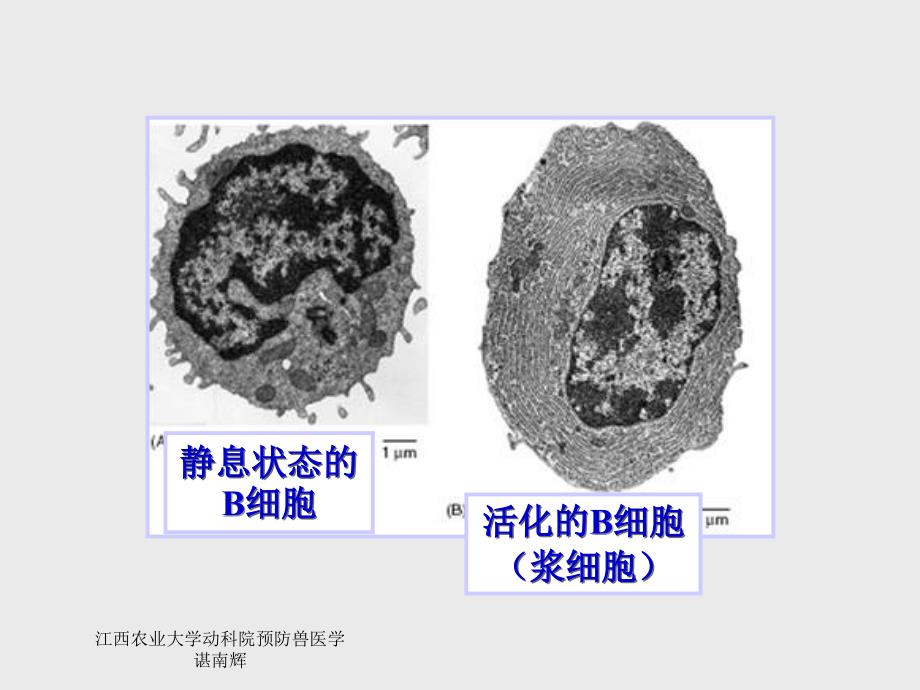 B淋巴细胞与特异性体液免疫.ppt_第4页