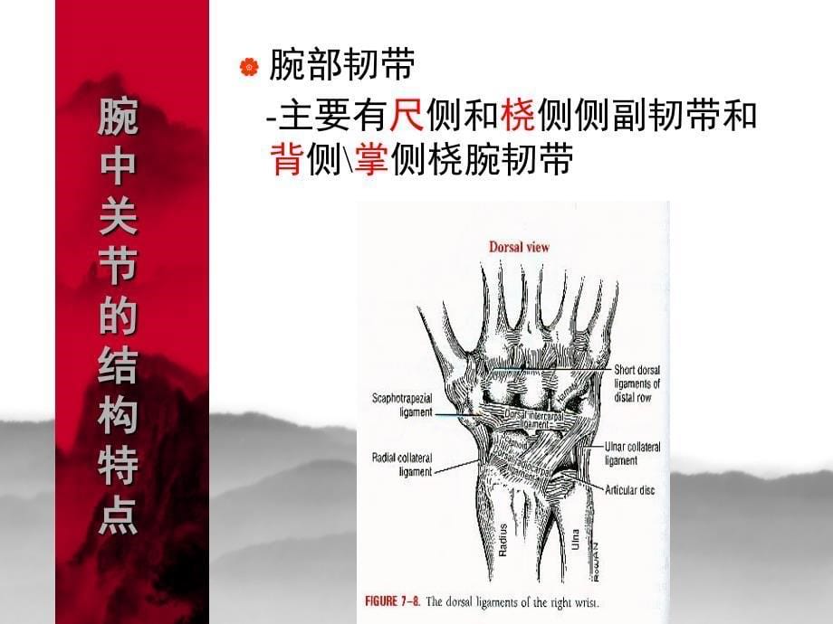 运动治疗学-手腕和手部-修改版PPT课件_第5页