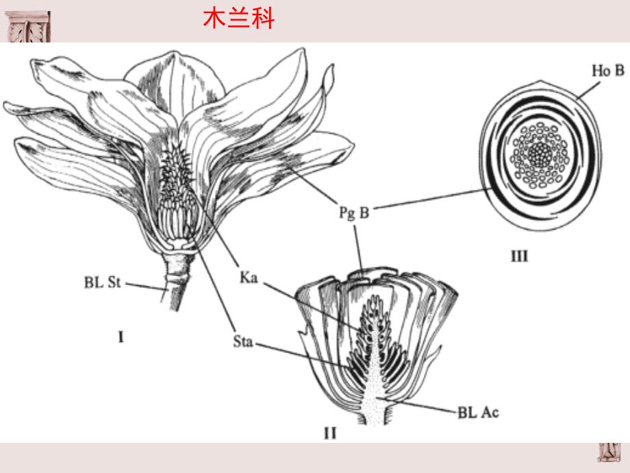 被子植物分类1_第3页