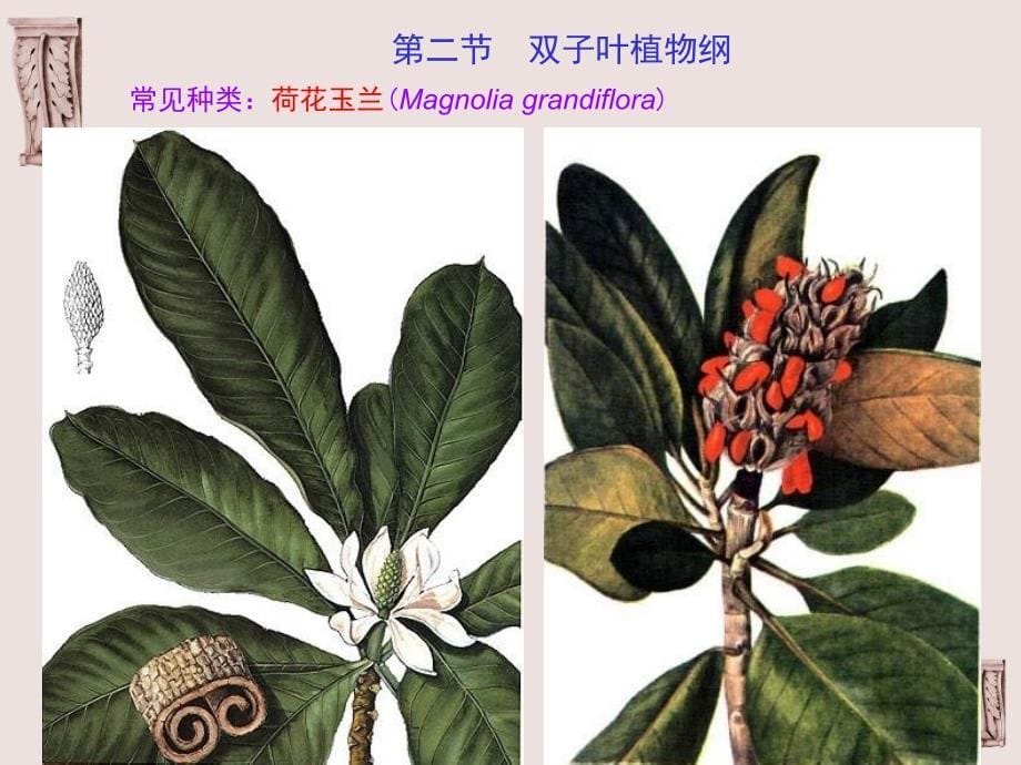 被子植物分类1_第5页