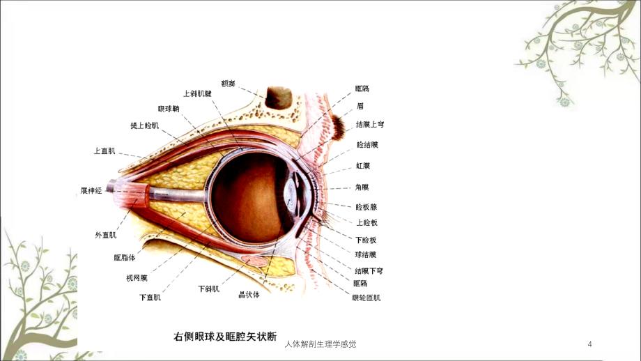 人体解剖生理学感觉课件_第4页