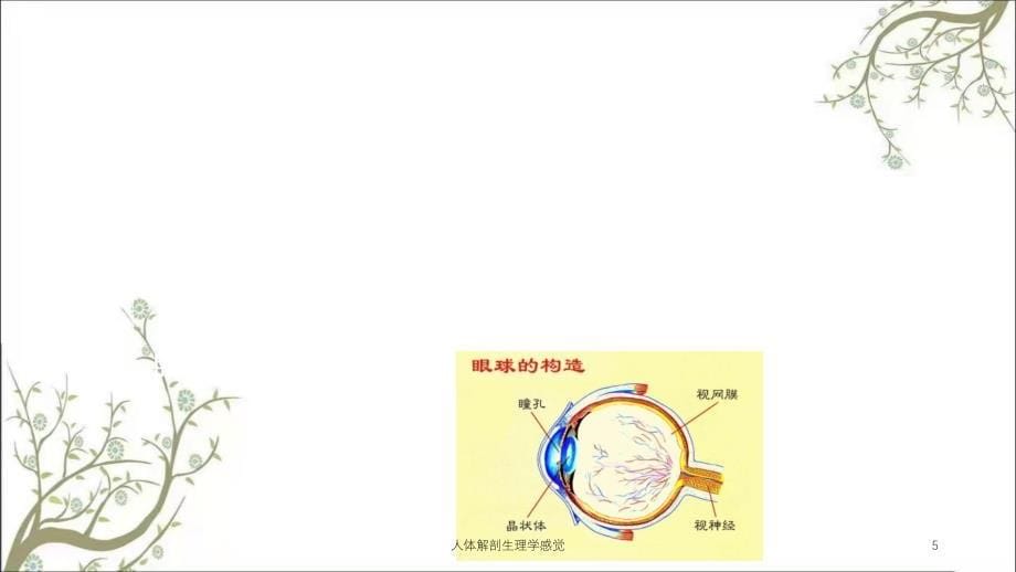 人体解剖生理学感觉课件_第5页