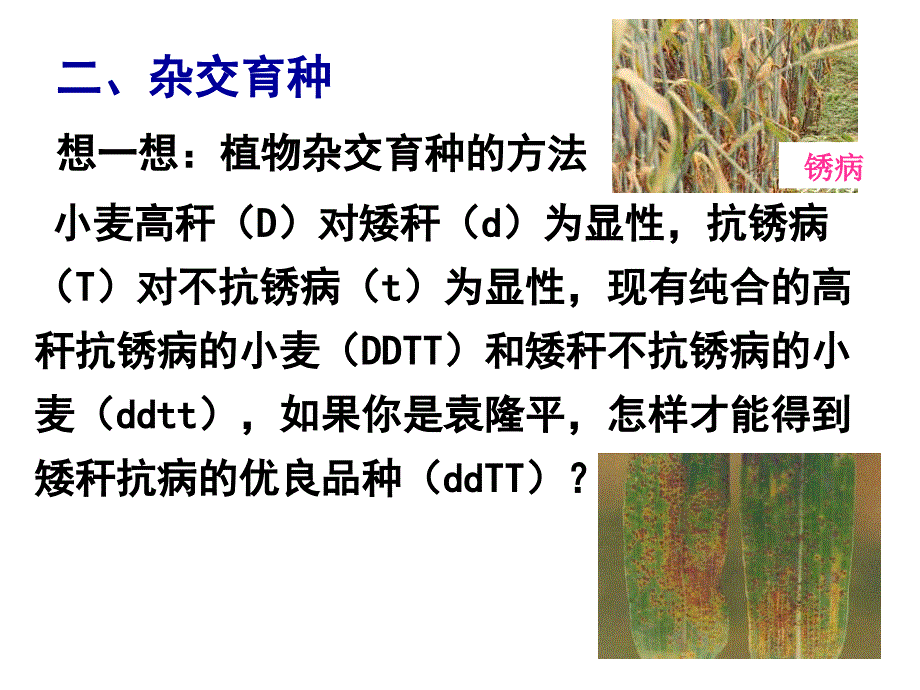 261杂交育种和诱变育种_第3页