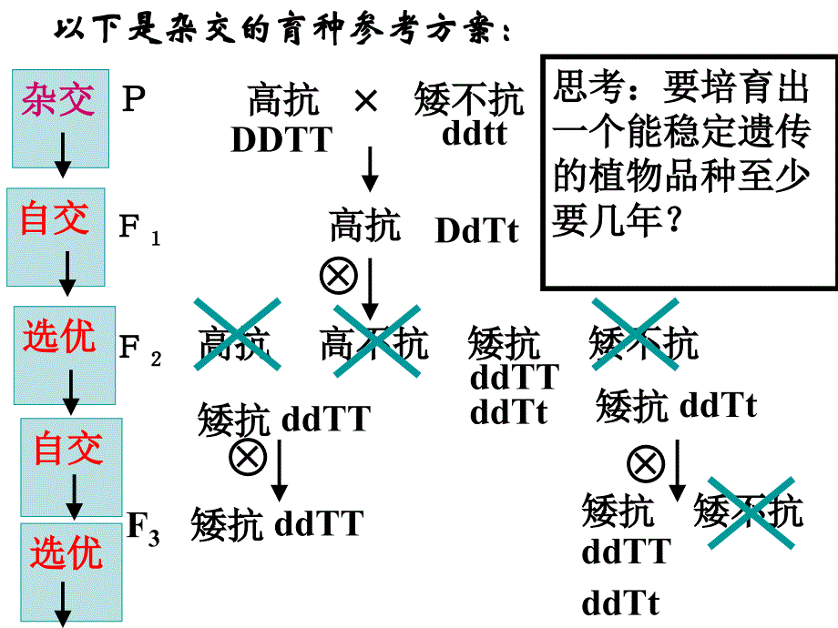 261杂交育种和诱变育种_第4页