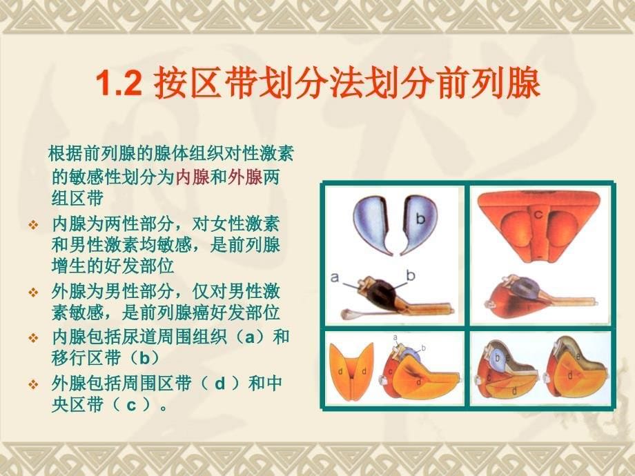 前列腺解剖学和组织学_第5页