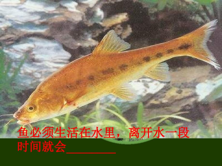 1.2.1生物与环境的关系_第2页