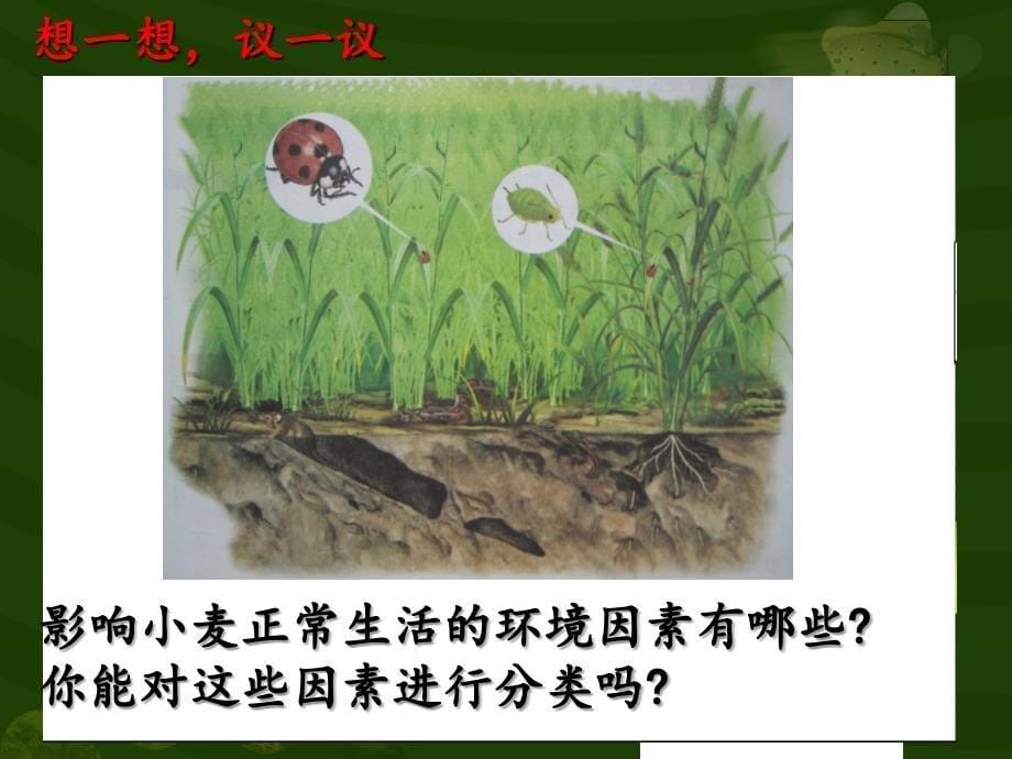 1.2.1生物与环境的关系_第5页