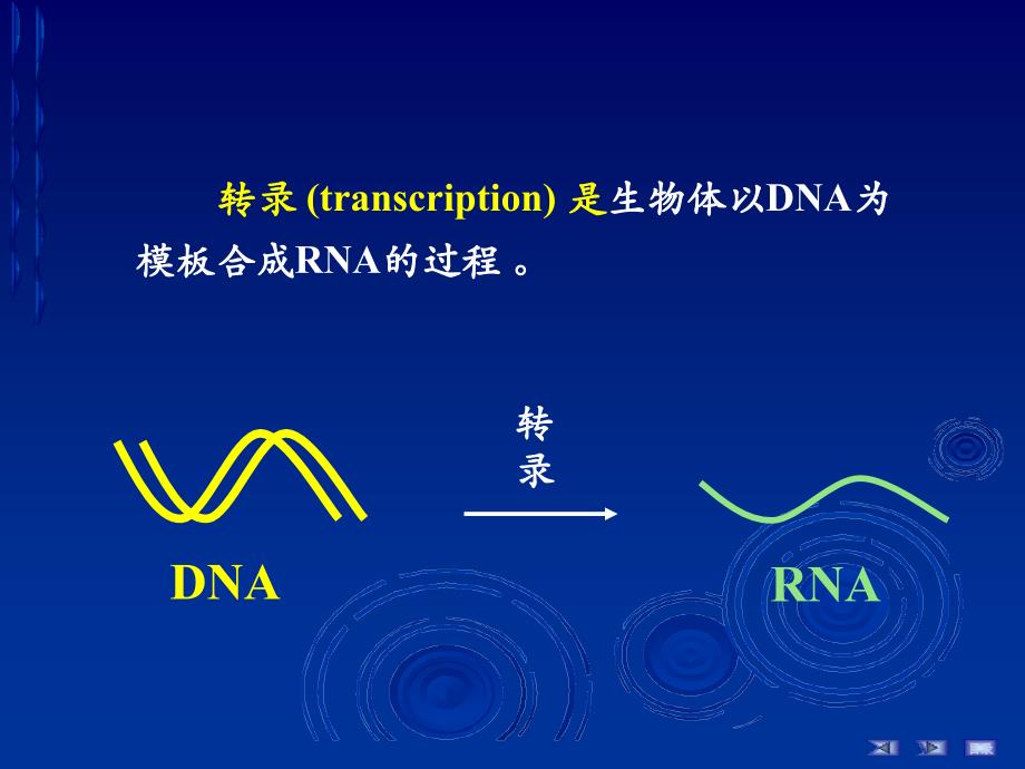 RNA的生物合成1课件_第4页