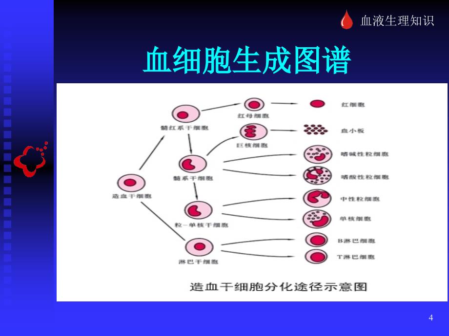 献血科普知识讲座课件_第4页