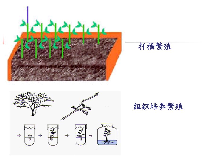 植物离体快速繁殖_第4页