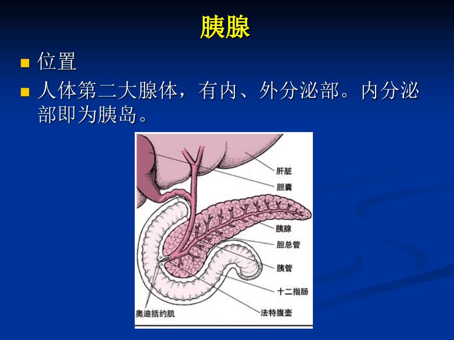 最全胰岛素的种类及用法.ppt_第2页