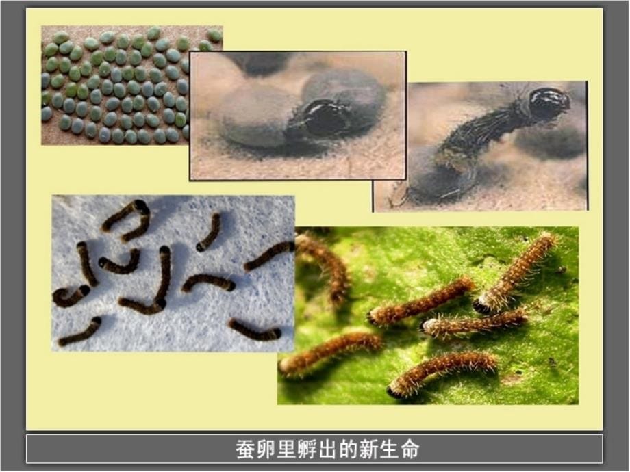 三年级科学下册动物的生命周期2蚕的生长变化课件4教科版_第5页