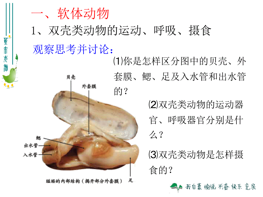 513软体动物和节肢动物[精选文档]_第3页