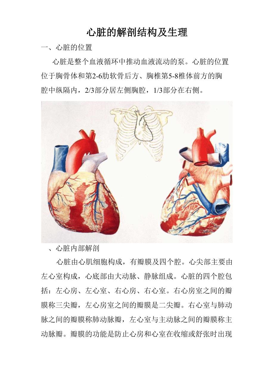 心脏的解剖结构及生理精编版_第1页