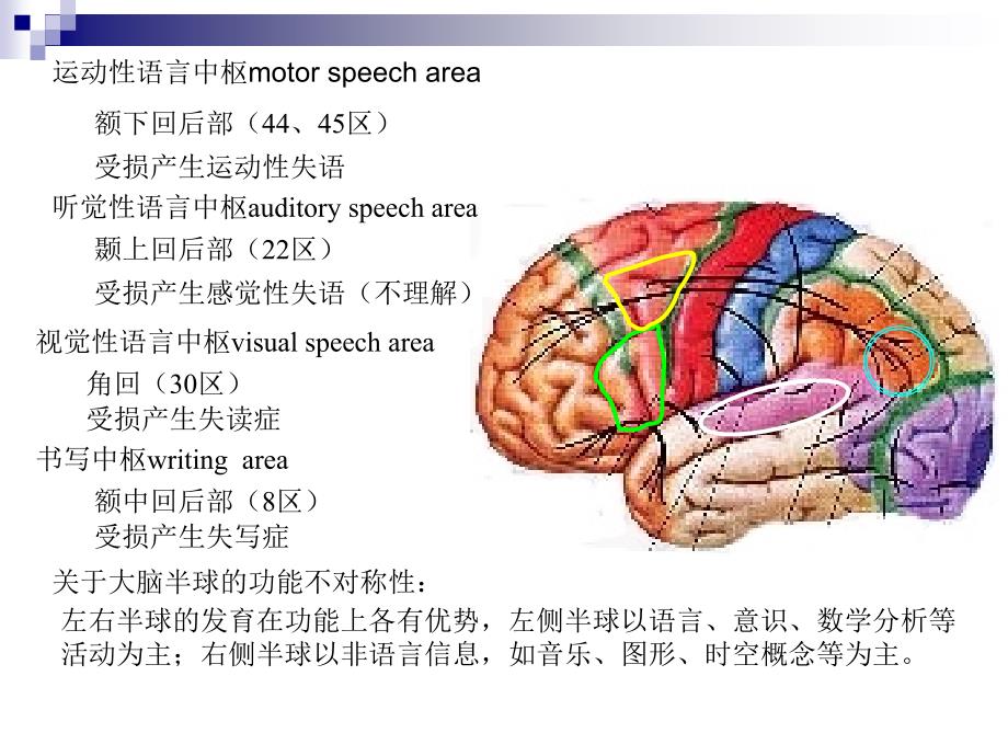 运动性语言中枢motor_第2页