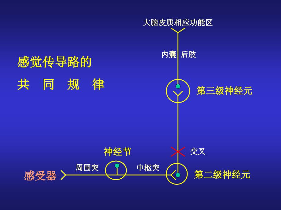 神经传导通路_第4页