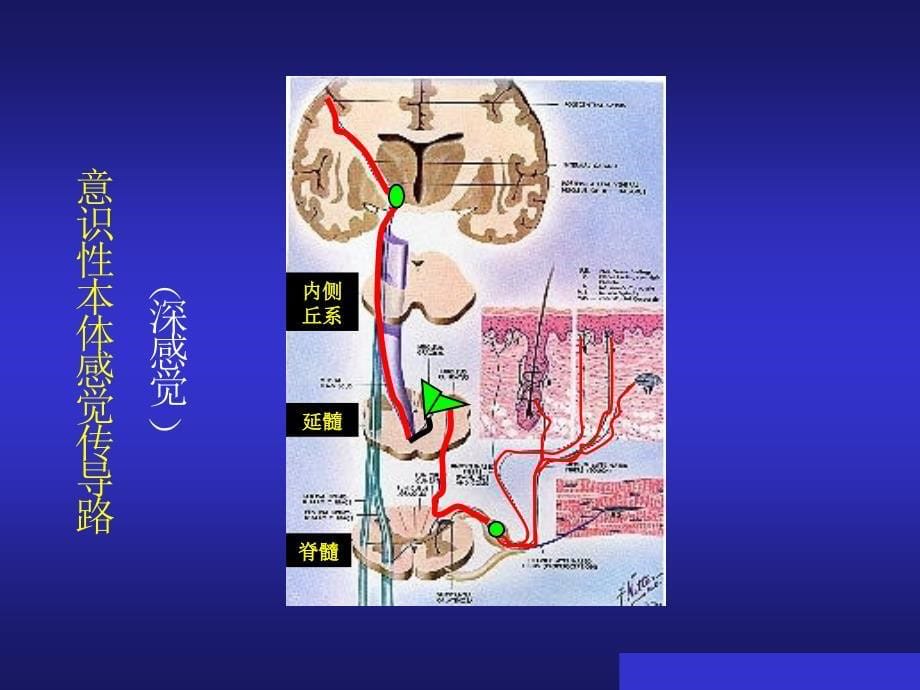 神经传导通路_第5页