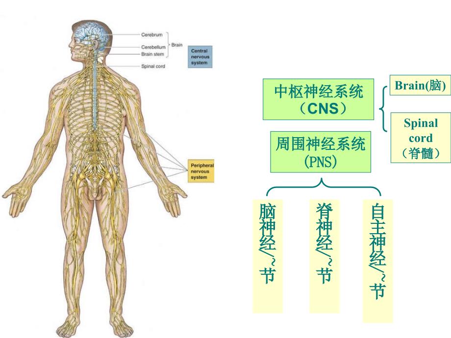 神经组织mxmPPT课件_第3页