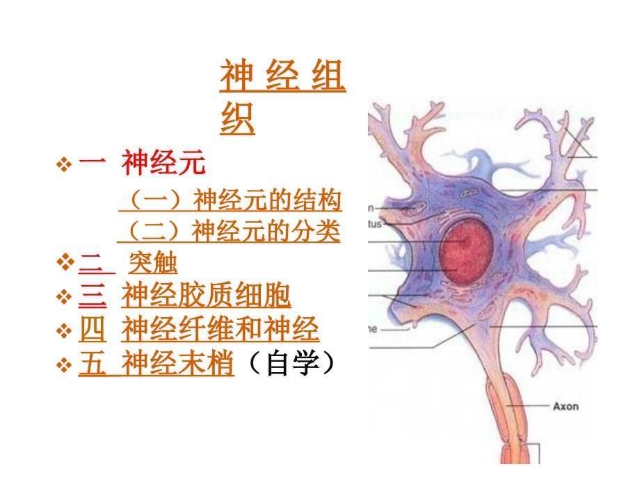 神经组织mxmPPT课件_第5页