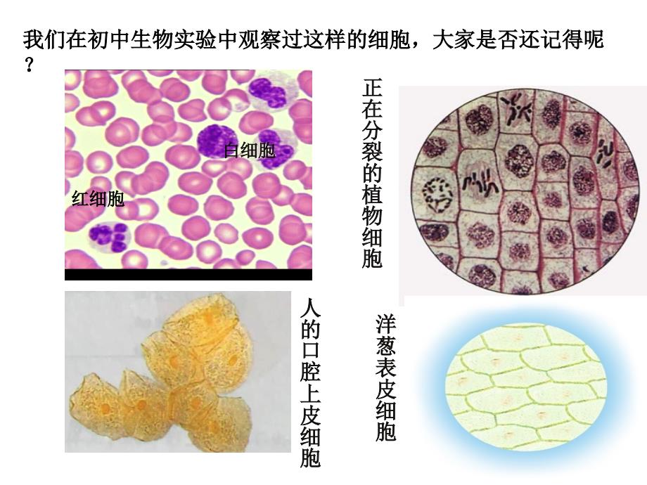 细胞的多样性和统一性上课用.ppt_第2页