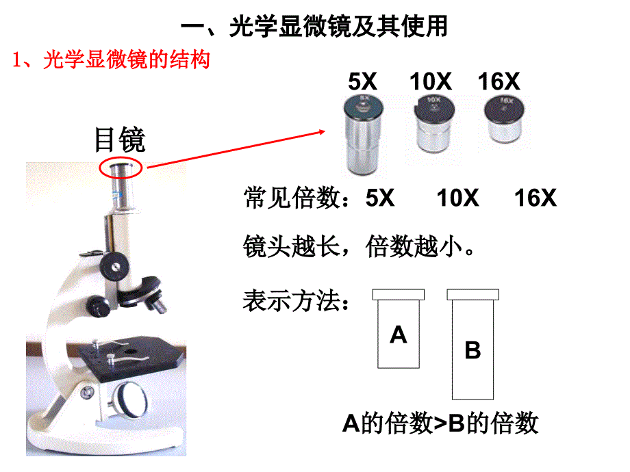 细胞的多样性和统一性上课用.ppt_第4页