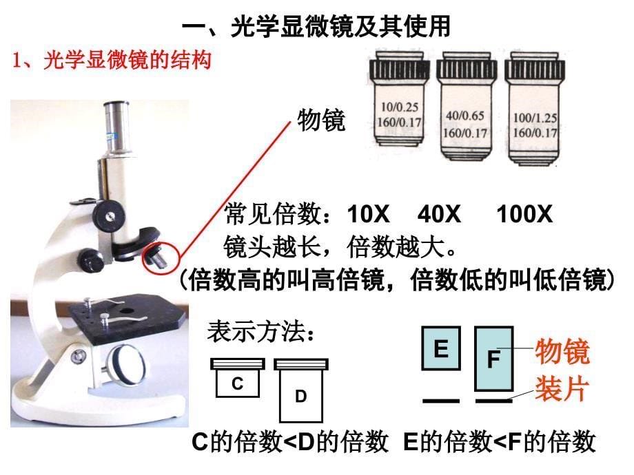 细胞的多样性和统一性上课用.ppt_第5页