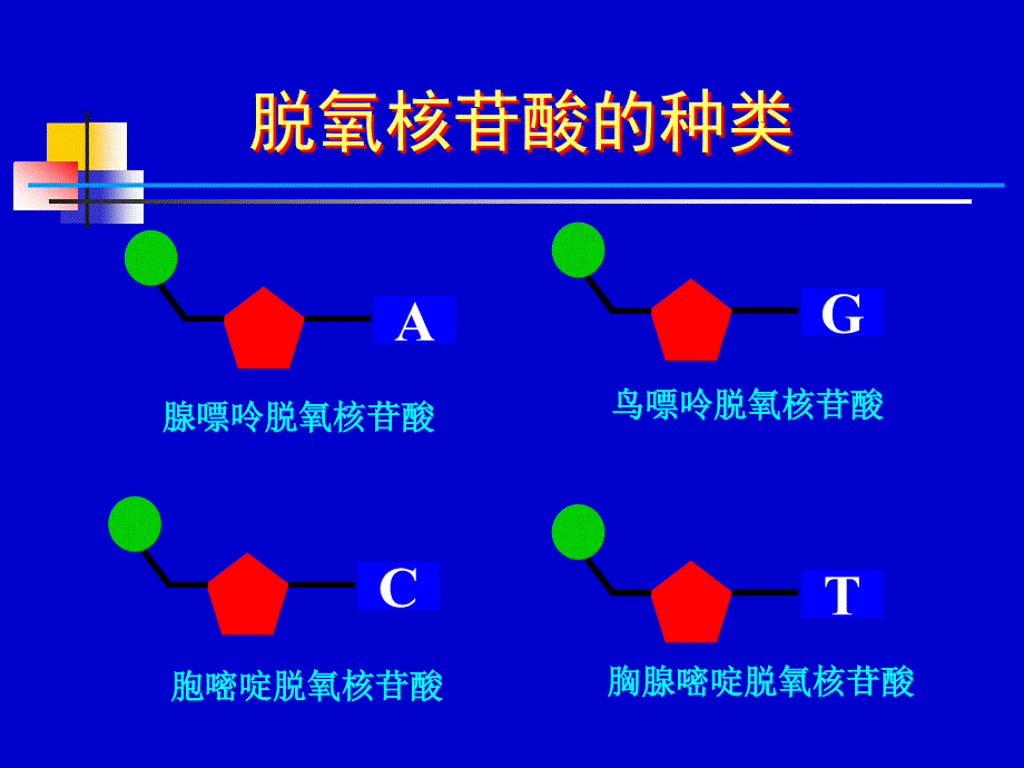 上课用DNA的结构_第4页