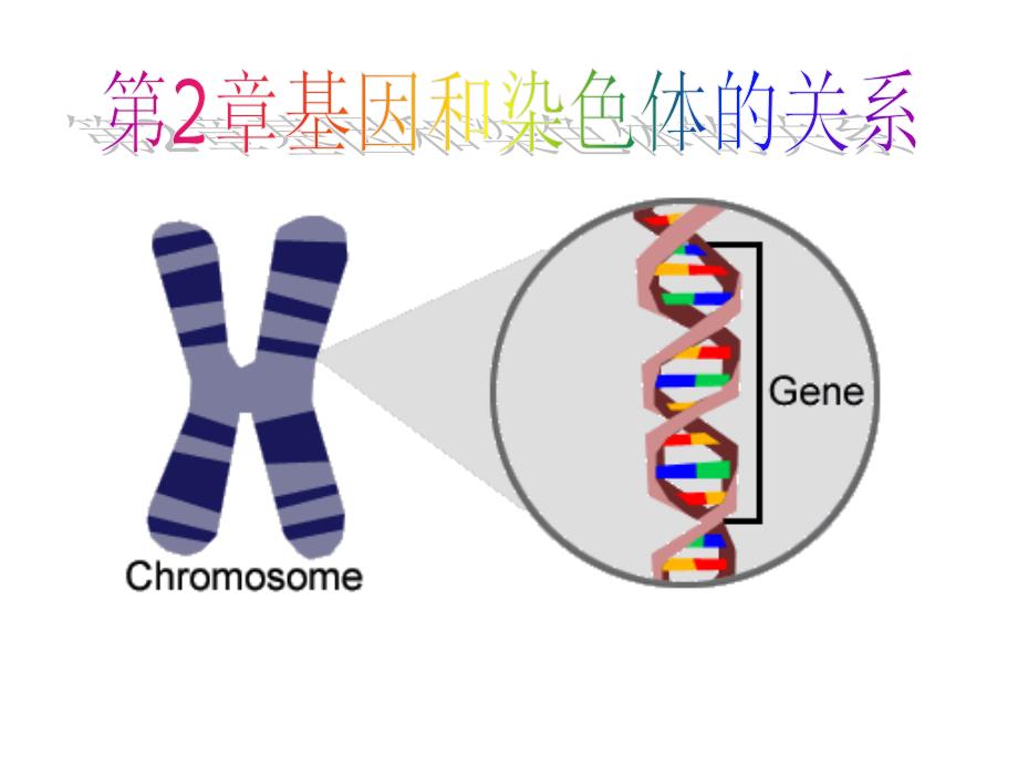 21减数和受精作用1_第1页