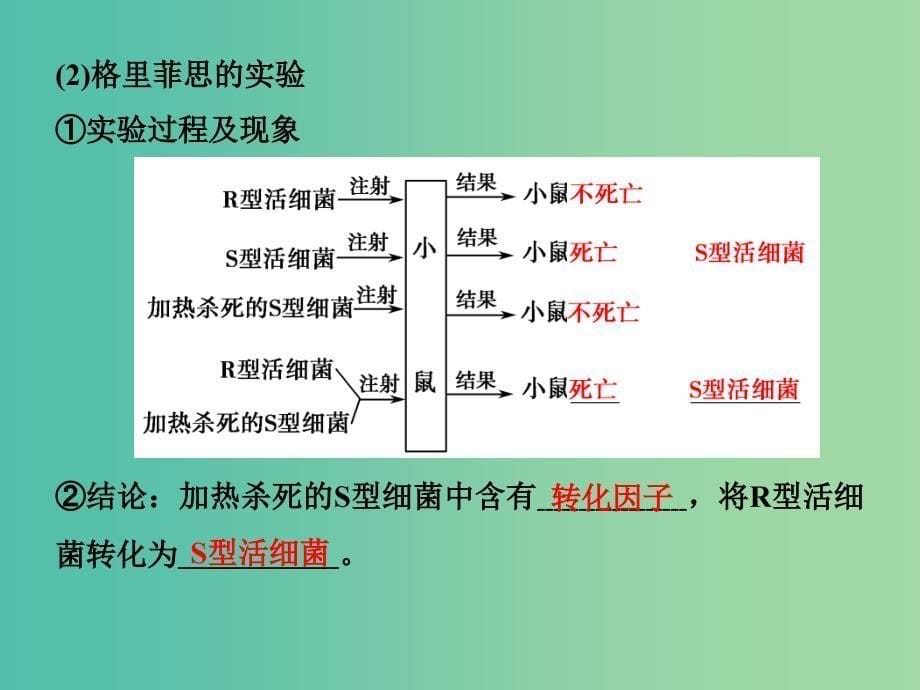 高中生物 3.1DNA是主要的遗传物质课件 新人教版必修2.ppt_第5页