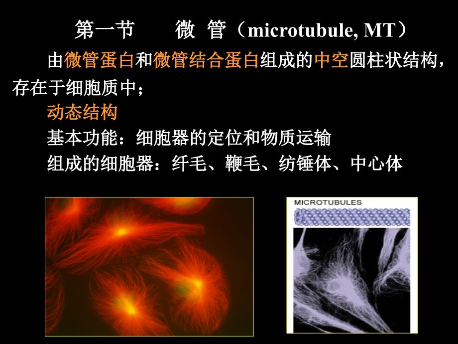 细胞生物学细胞骨架与细胞运动_第3页