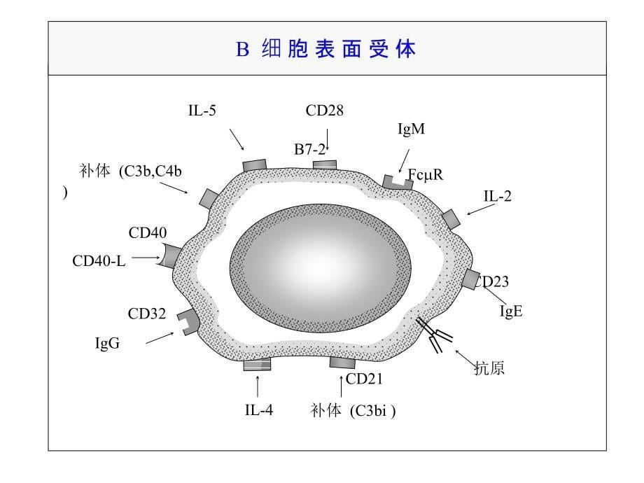 医学免疫学教学课件汇编10体液应答_第5页