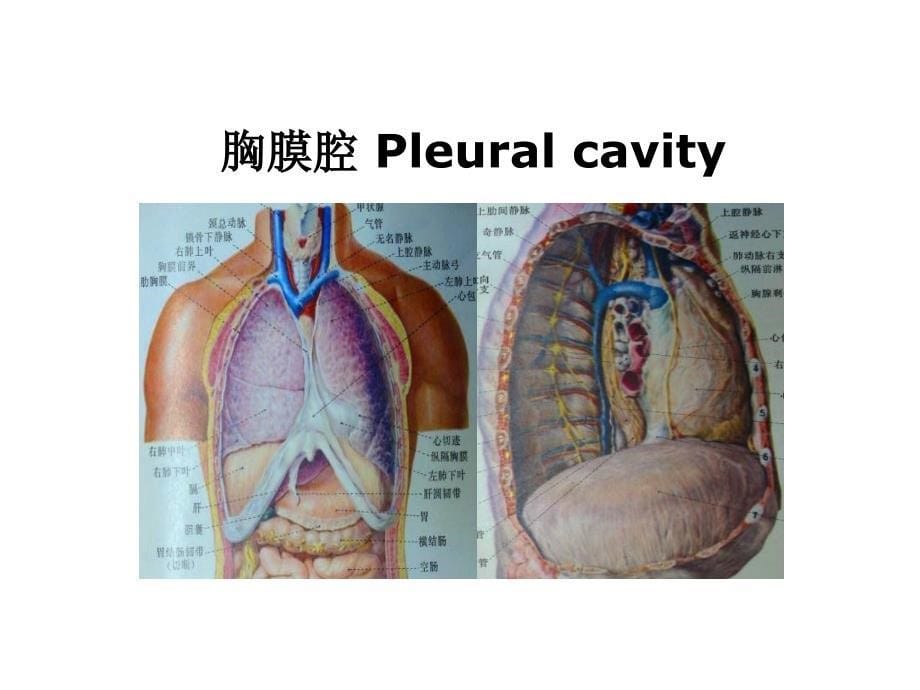 胸外科常见疾病肋骨骨折与气胸_第5页