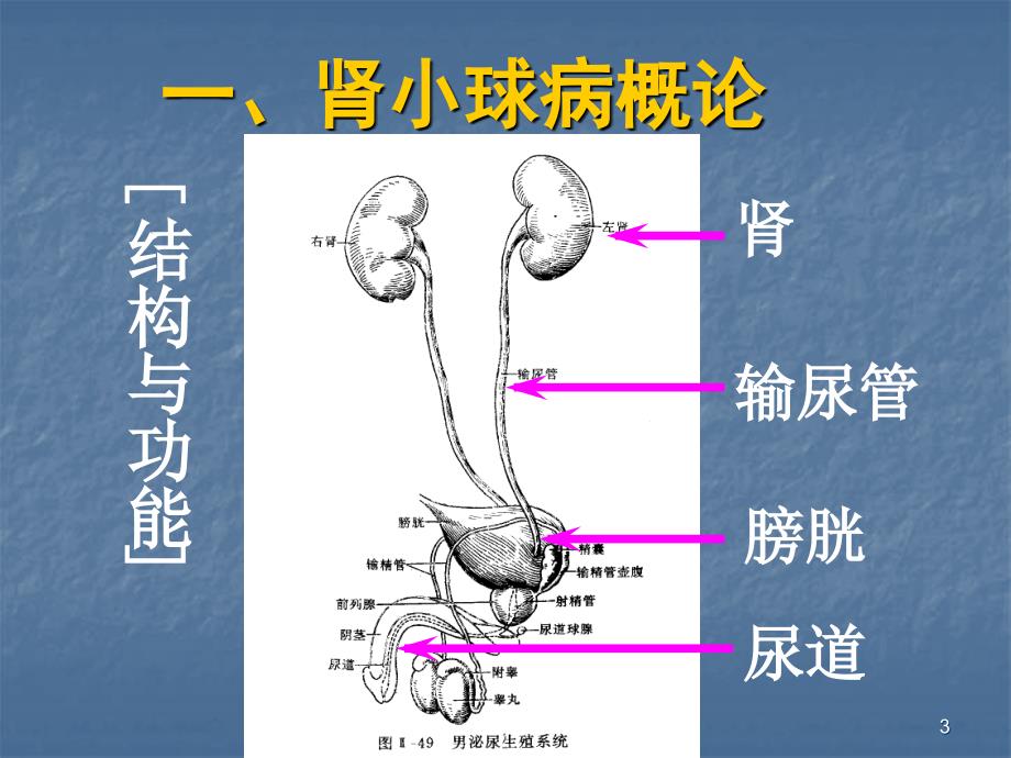 (医学课件)各系统常见疾病医学PPT_第3页