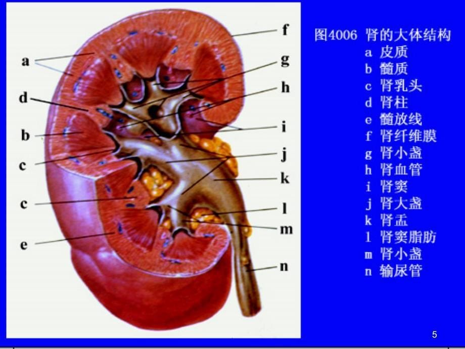 (医学课件)各系统常见疾病医学PPT_第5页