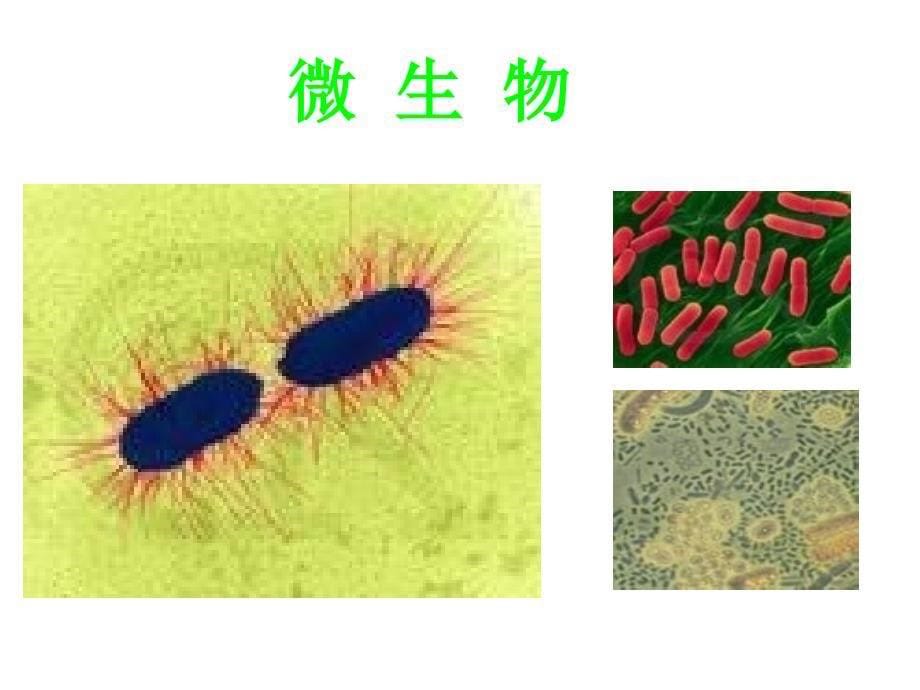 第三课1世界因生命而精彩_第5页