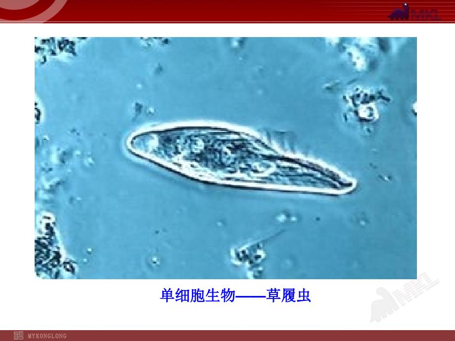 高中生物PPT授课课件人教版必修31.1细胞生活的环境_第4页