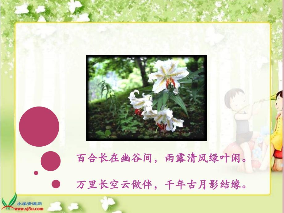 北京版六年级上册百合花开1PPT课件_第1页