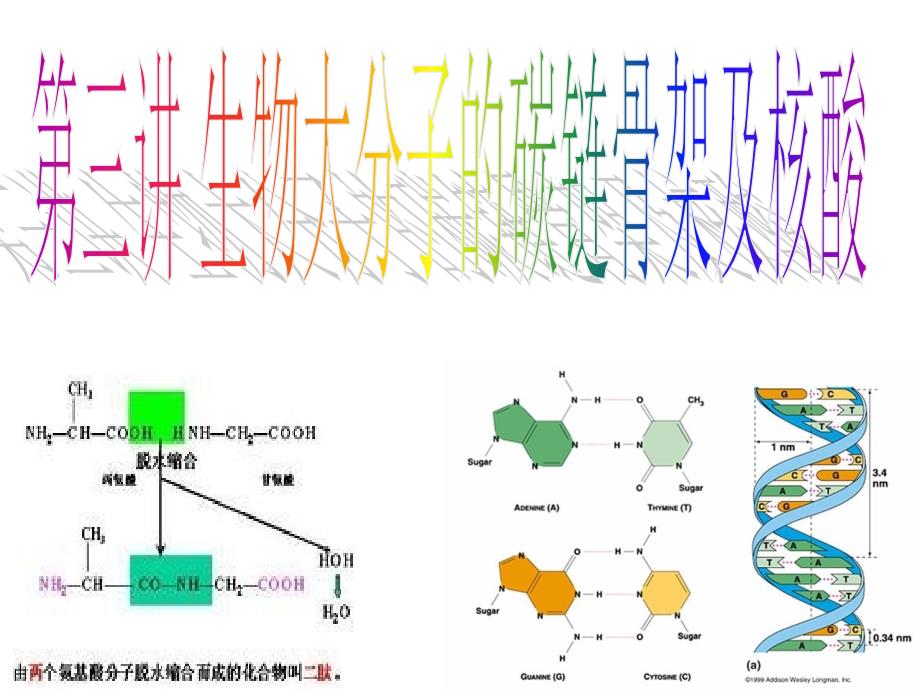 第三讲生物大分子的碳链骨架及核酸_第1页