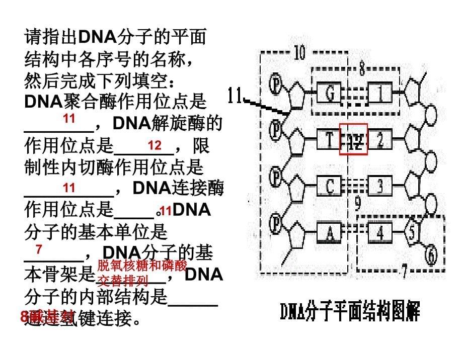 第三讲生物大分子的碳链骨架及核酸_第5页