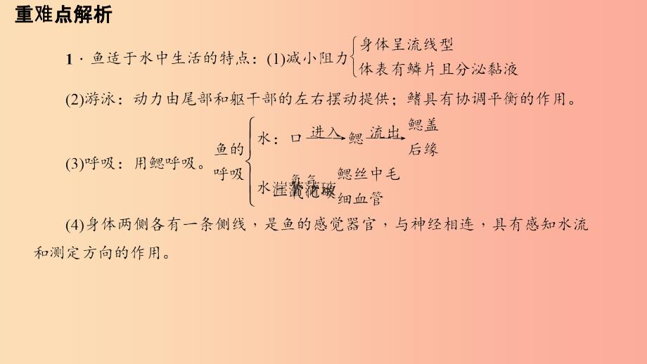 八年级生物上册第五单元第一章第四节鱼习题课件 新人教版.ppt_第3页