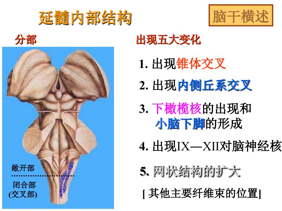 脑干横述解剖学_第1页