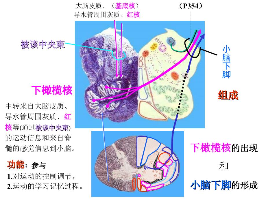 脑干横述解剖学_第4页