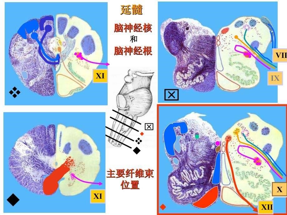 脑干横述解剖学_第5页