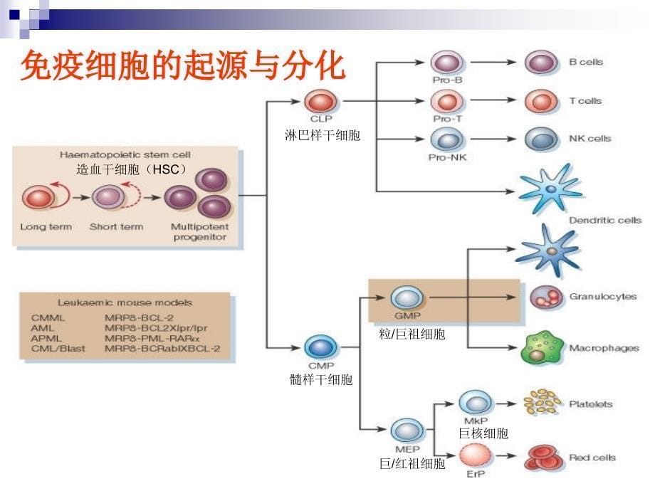 免疫细胞淋巴细胞_第5页