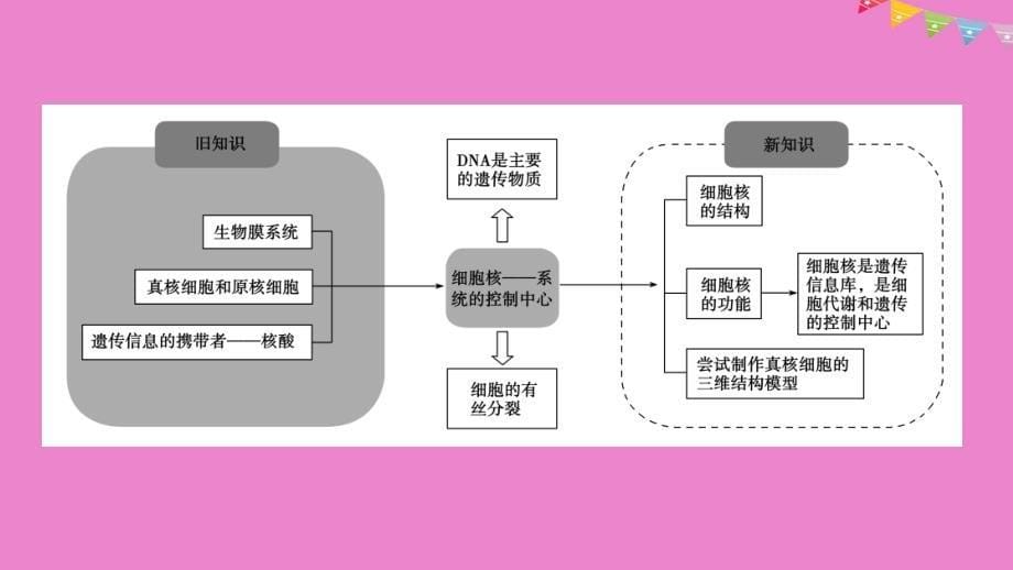 2019版高中生物 第三章 细胞的基本结构 第3节 细胞核&amp;mdash;&amp;mdash;系统的控制中心课件 新人教版必修1_第5页