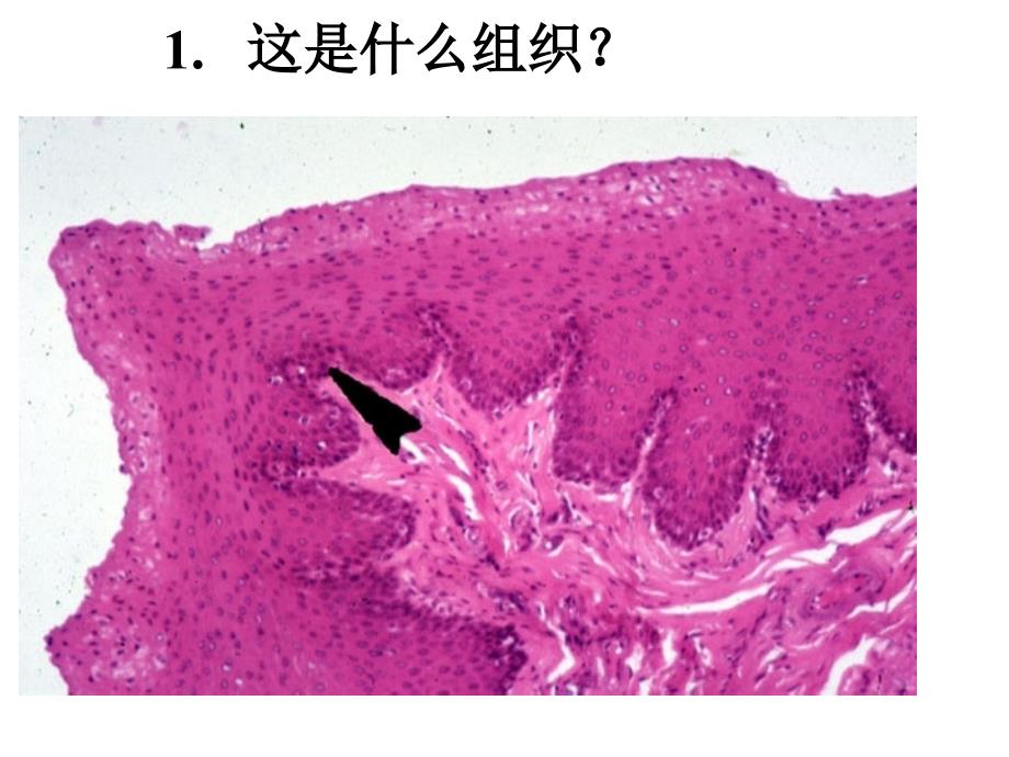 组织胚胎学实验考试同济医学院02七组胚试题_第2页